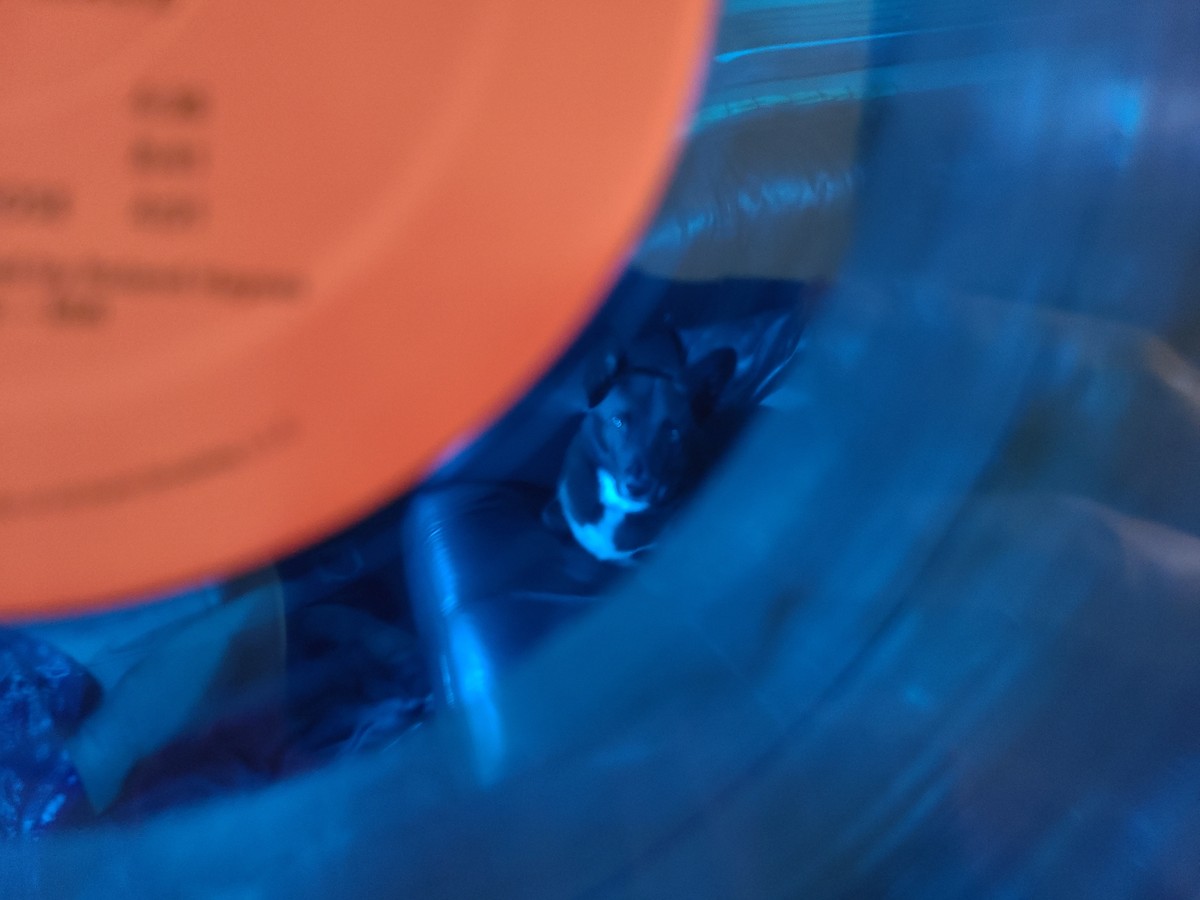 10 blue vinyl reflection